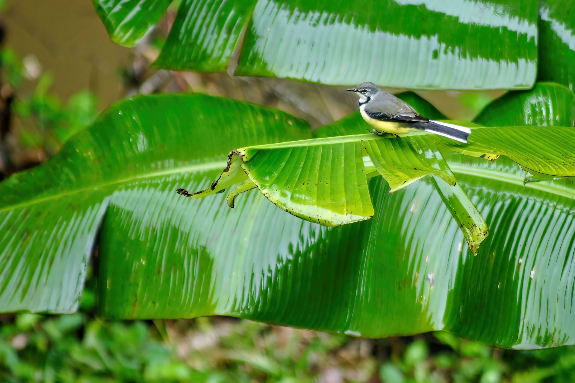 Madagaskarstelze (Motacilla flaviventris)